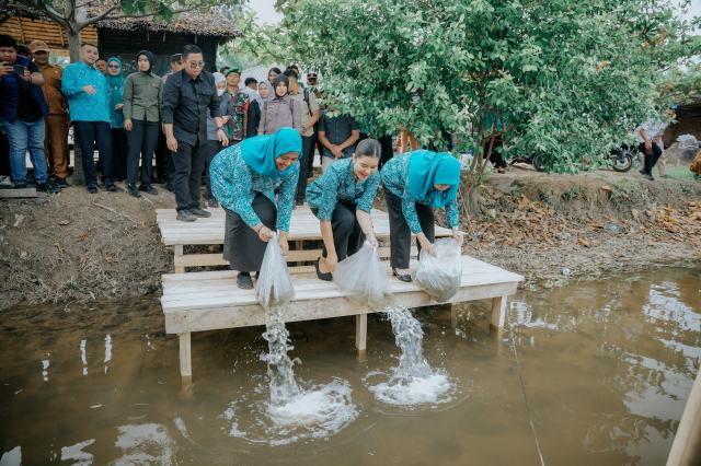 Ketua Tim Penggerak (TP) Pemberdayaan dan Kesejahteraan Keluarga (PKK) Provinsi Sumatera Utara (Sumut) Kahiyang Ayu, bersama Staf Ahli I TP PKK Sumut Titiek Sugiharti, menabur 15.000 benih ikan nila, di Desa Pematangserai, Kecamatan Tanjungpura, Kabupaten Langkat, Selasa (5/8/2025). Foto/Diskominfo Sumut 